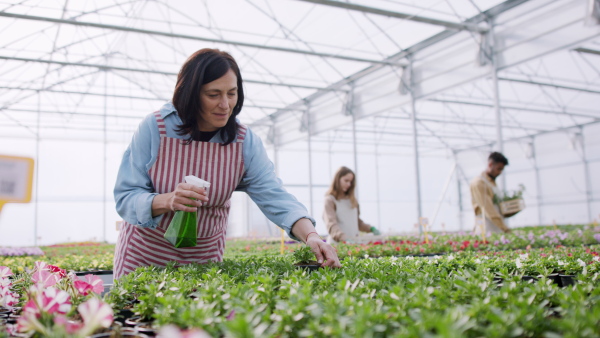 Group of people working in garden centre, senior woman spraying plants by water.