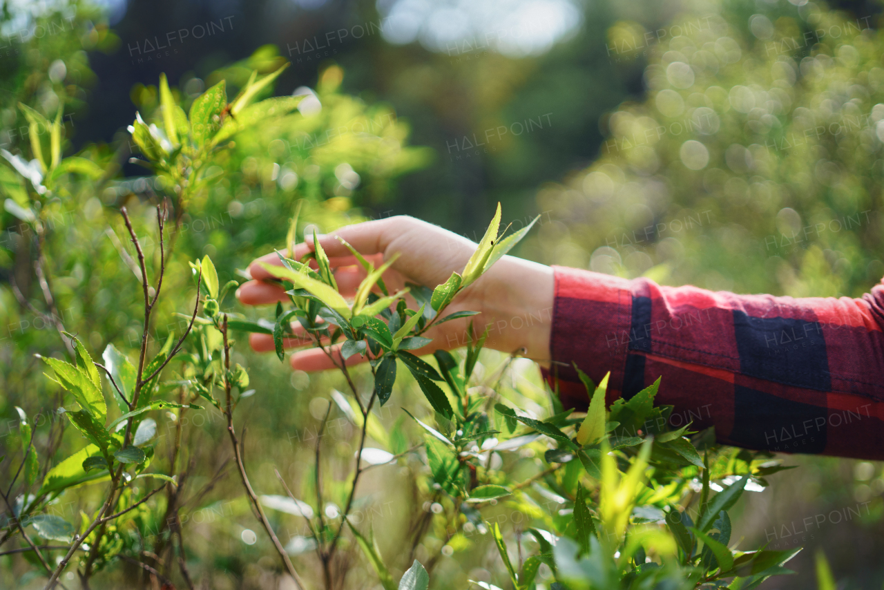 Female hand of young woman on a walk in forest in summer nature, touching green twigs.