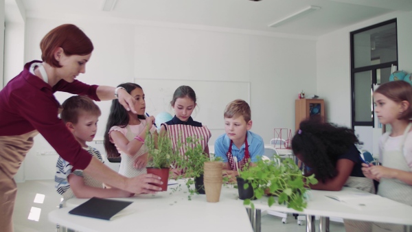 A group of small happy school kids with teacher standing around desk in class, planting herbs.