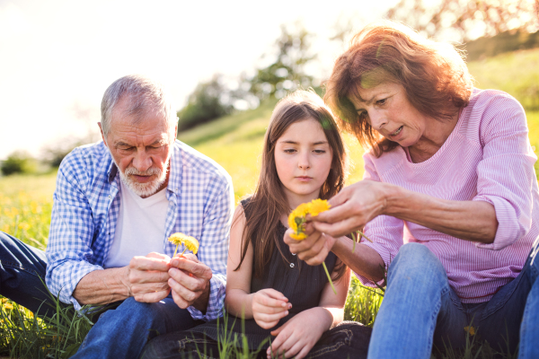 A senior couple with granddaughter outside in spring nature, making a dandelion wreath.