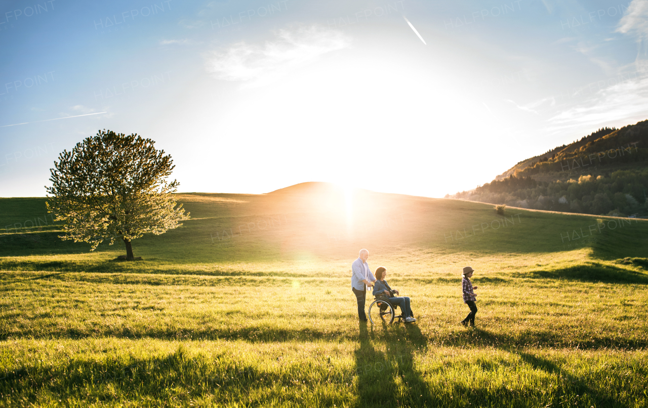 A happy small girl with her senior grandparents with wheelchair on a walk outside in nature at sunset.