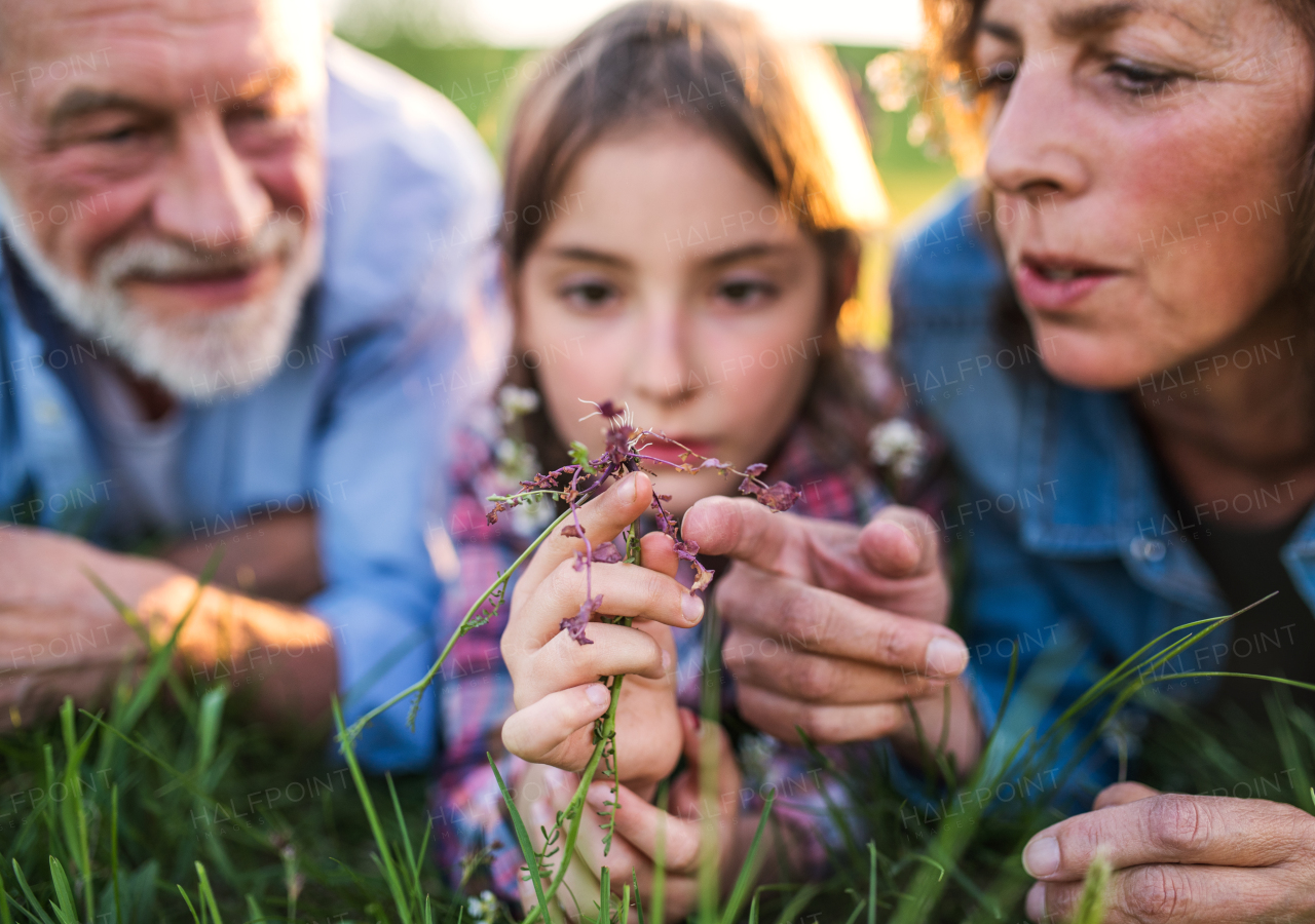 Senior couple with granddaughter outside in spring nature, lying on the grass and relaxing. Close up.