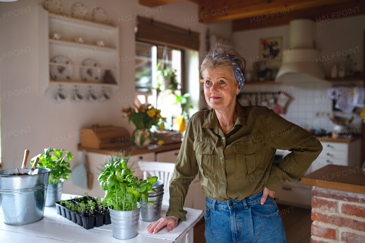 A happy senior woman indoors at home, planting herbs.