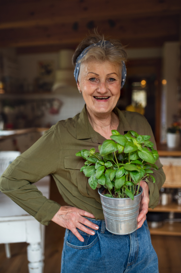 A happy senior woman indoors at home, planting herbs, looking at camera.