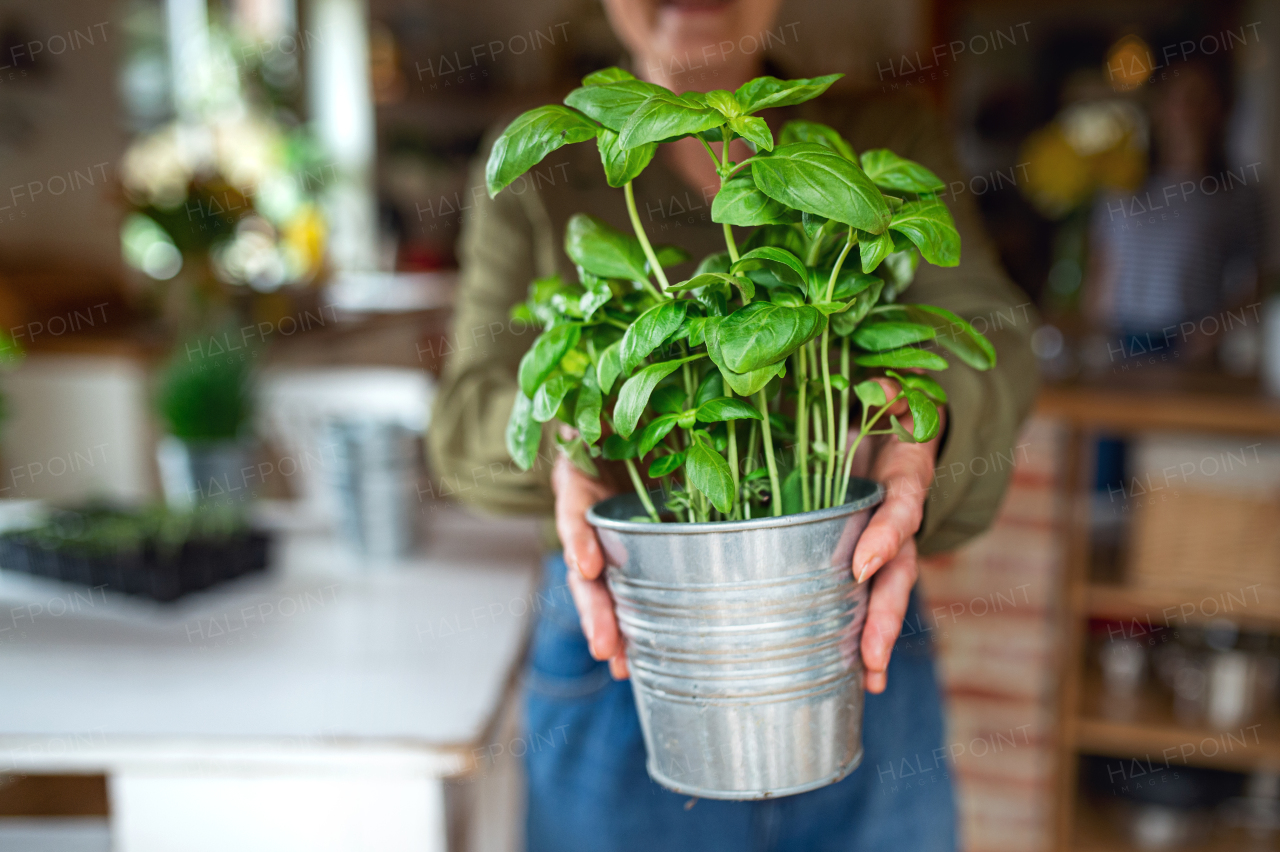 Close-up of unrecognizable senior woman holding a flowerpot with herbs.