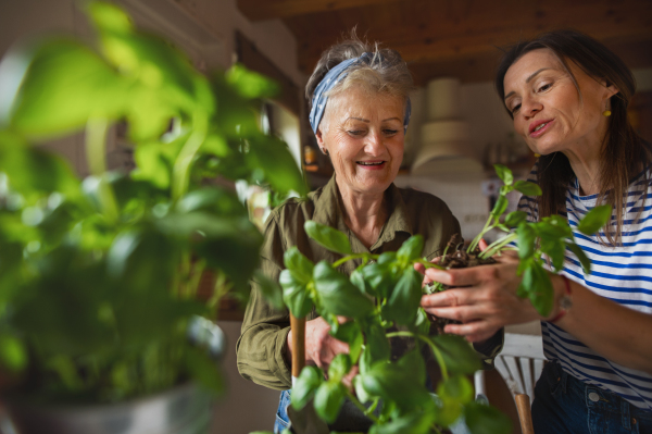 A happy senior mother with adult daughter indoors at home, planting herbs.