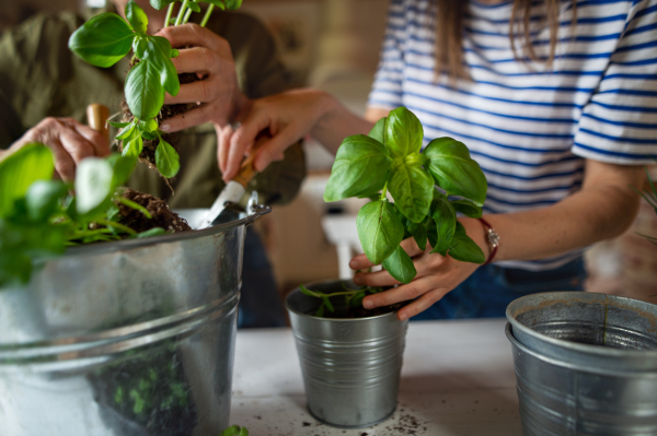 An unrecognizable senior mother with adult daughter indoors at home, planting herbs.