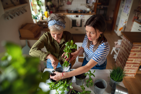 High angle view of a senior mother with adult daughter indoors at home, planting herbs.