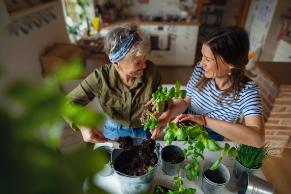 A high-angle view of happy senior mother with adult daughter indoors at home, planting herbs.