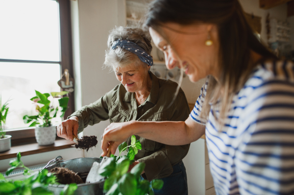 A happy senior mother with adult daughter indoors at home, planting herbs.