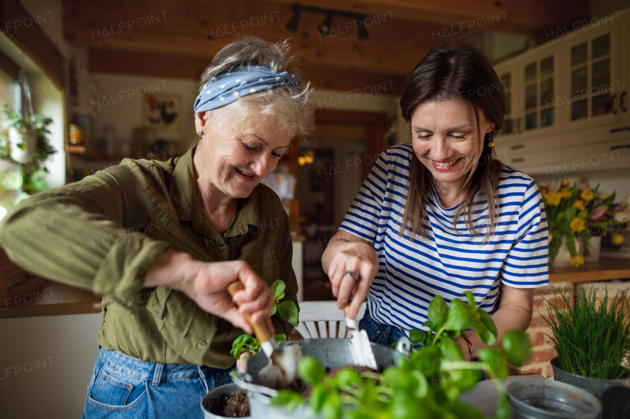 A happy senior mother with adult daughter indoors at home, planting herbs.