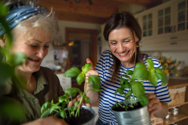 A happy senior mother with adult daughter indoors at home, planting herbs.