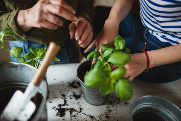 A top view midsection of unrecognizable senior mother with adult daughter indoors at home, planting herbs.