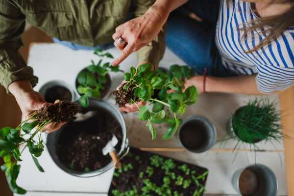 A top view midsection of unrecognizable senior mother with adult daughter indoors at home, planting herbs.