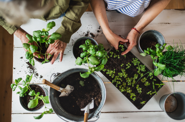 A top view midsection of unrecognizable senior mother with adult daughter indoors at home, planting herbs.