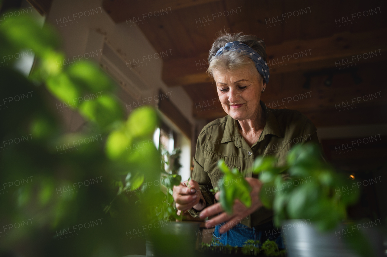 Portrait of happy senior woman indoors at home, planting herbs.