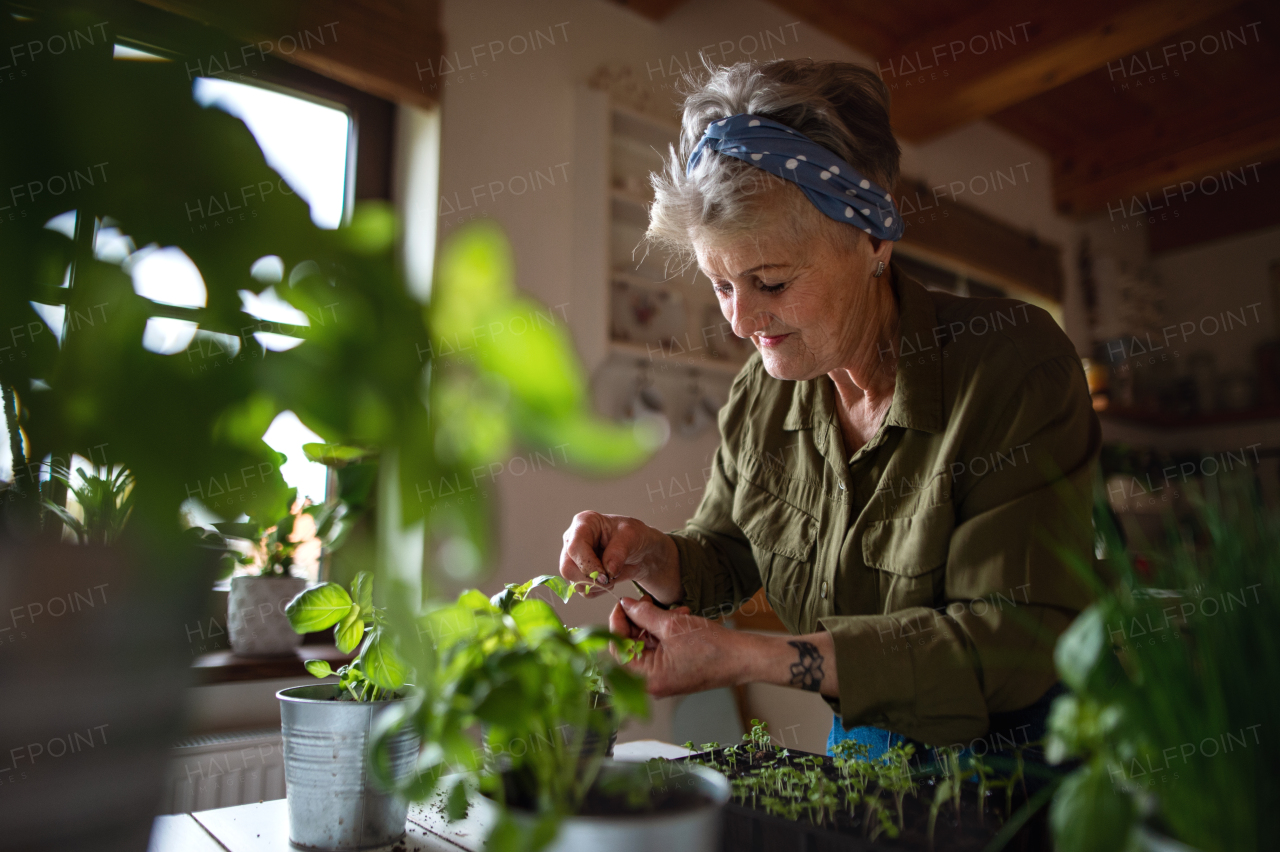 A happy senior woman indoors at home, planting herbs.