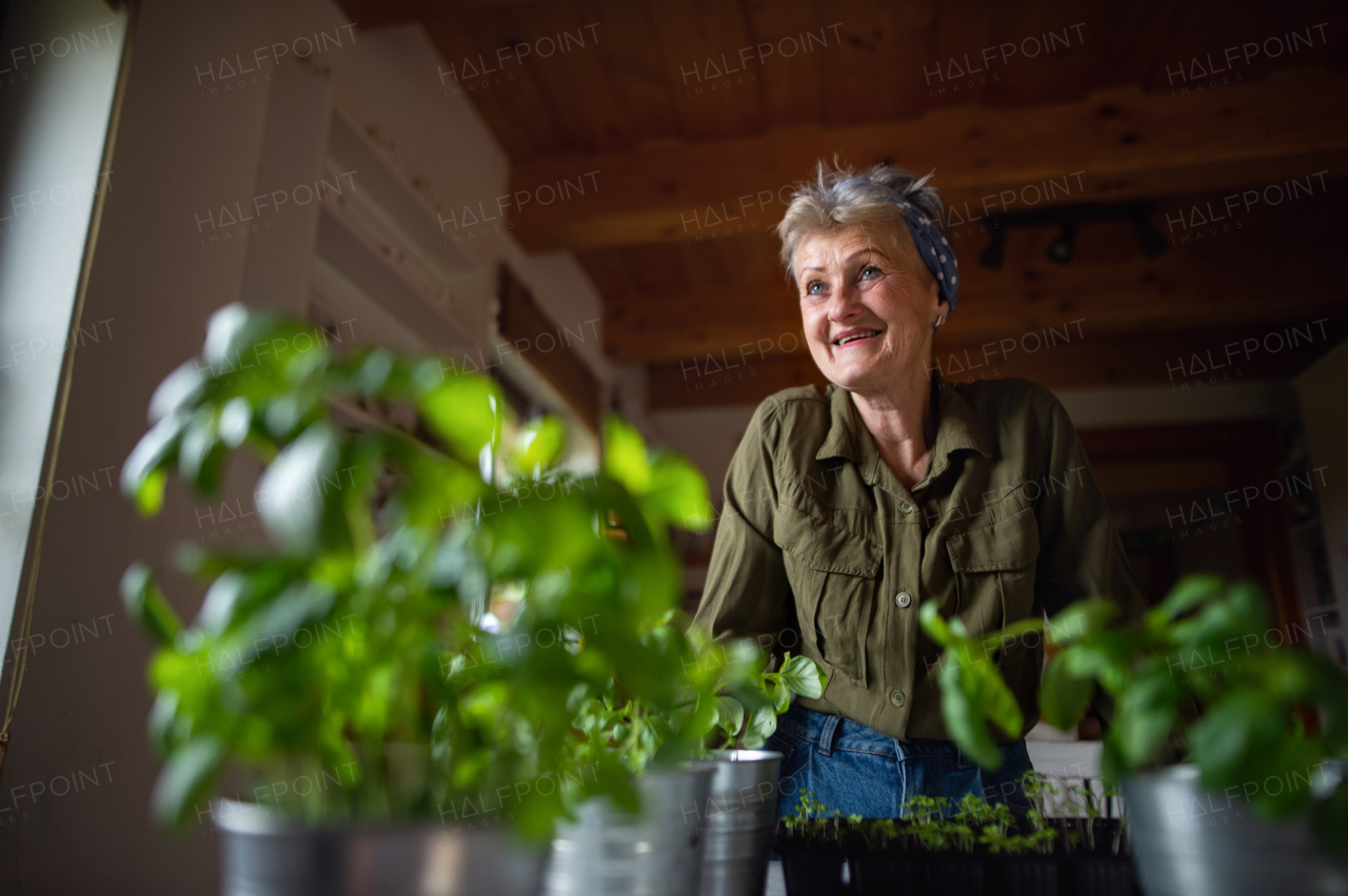 Low angle view of a happy senior woman indoors at home, planting herbs.