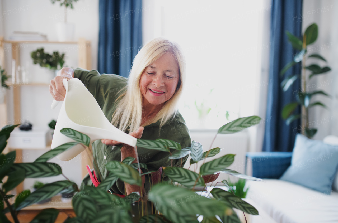 Side view of attractive senior woman watering plants indoors at home.