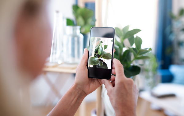 Unrecognizable woman with smartphone indoors at home, taking photograph of green potted plant.