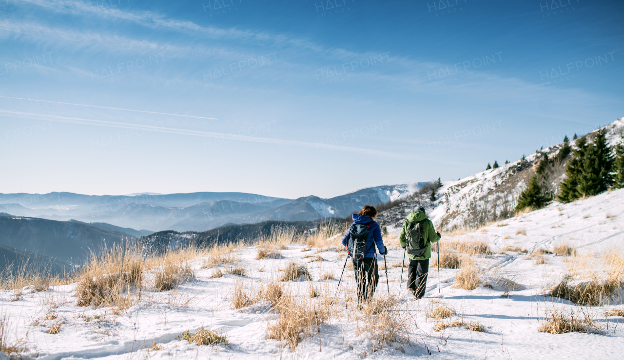 Rear view of cheerful senior couple hikers in snow-covered winter nature, walking.