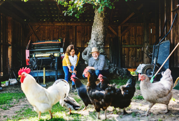 A joyful senior couple with hens on a farm.