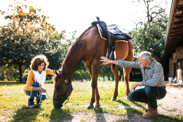 A happy senior couple crouching and a horse grazing by a stable.