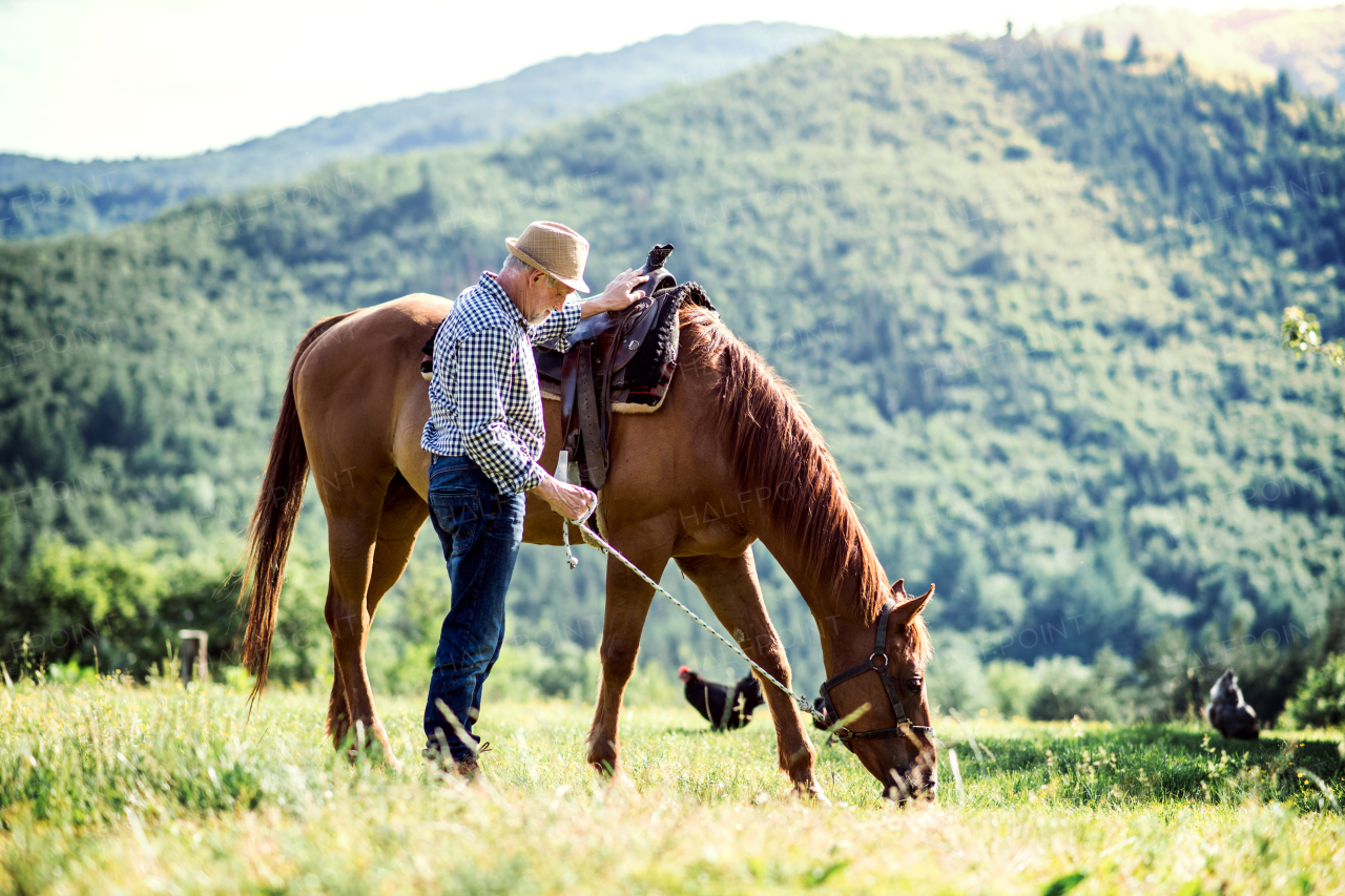 A happy senior man holding a horse by his lead outdoors on a pasture.