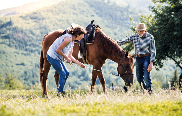 A happy senior couple holding a horse grazing on a pasture.