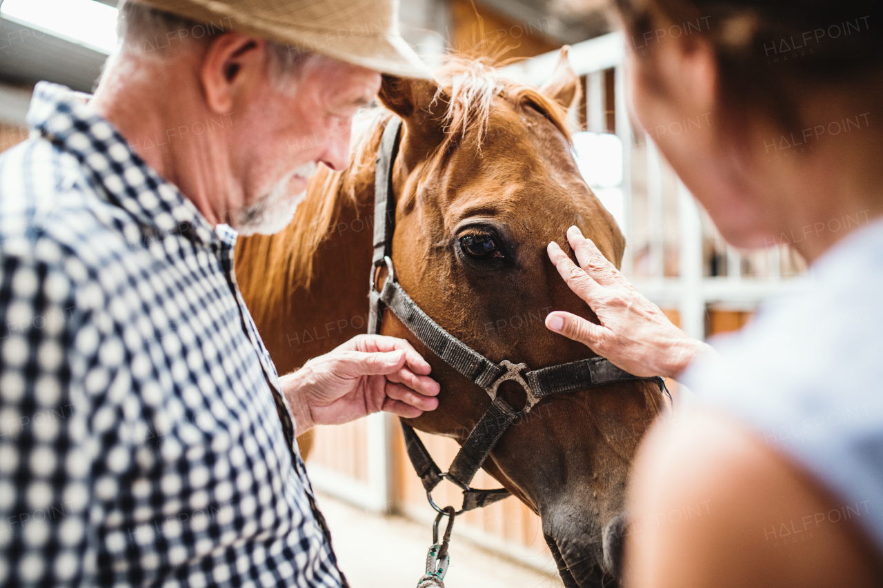 A close-up of unrecognizable senior couple petting a horse.