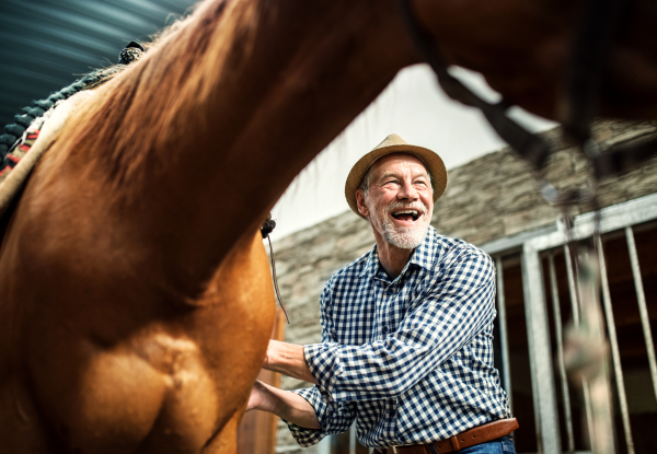 A senior man with a hat putting a saddle on a horse in a stable, buckling it.