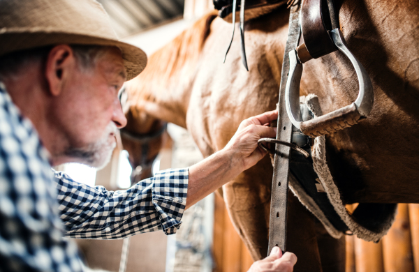 A close-up of a senior man with a hat putting a saddle on a horse in a stable, buckling it.