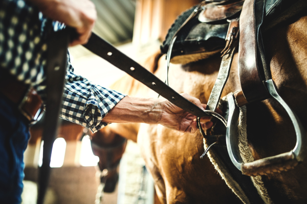 A close-up of an unrecognizable senior man with a hat putting a saddle on a horse in a stable, buckling it.