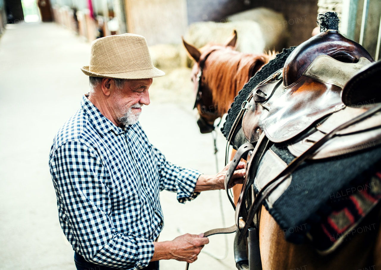 A senior man with a hat putting a saddle on a horse in a stable, buckling it.