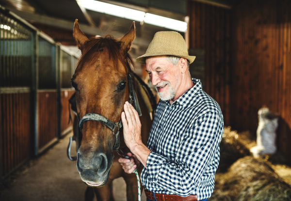 A happy senior man with a hat standing close to a horse in a stable, holding it.