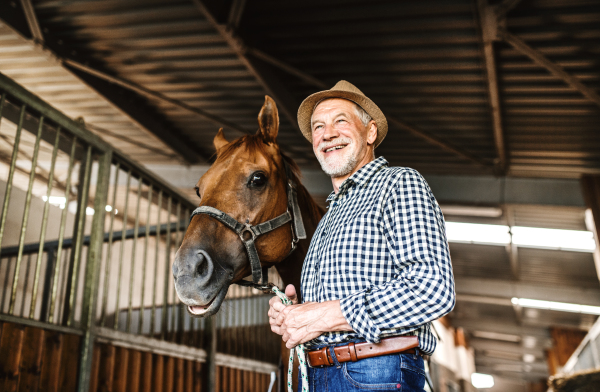 A happy senior man with a hat standing close to a horse in a stable, holding it.