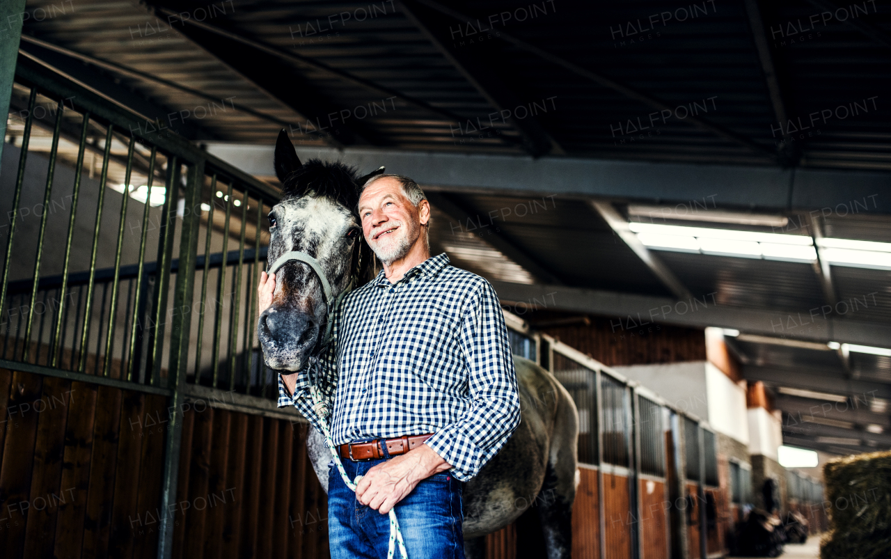 A happy senior man standing close to a horse in a stable, holding it.