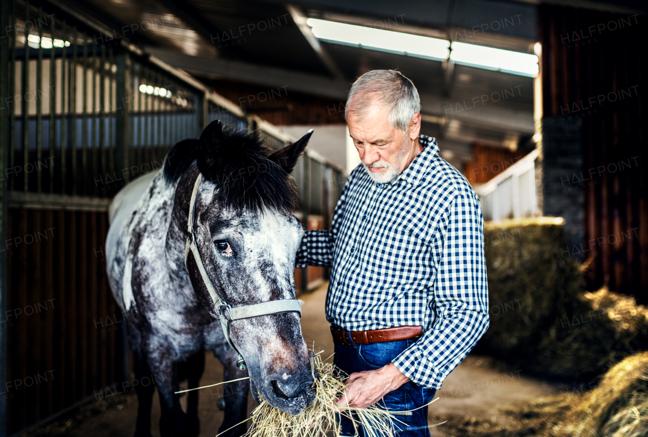 A joyful senior man feeding a horse hay in a stable.