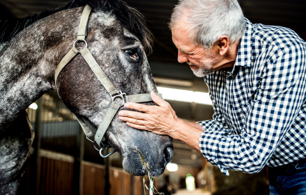 A happy senior man standing close to a horse in a stable, holding it.