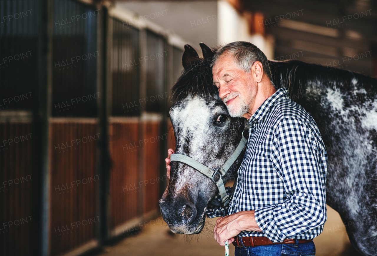 A happy senior man standing close to a horse in a stable, holding it.