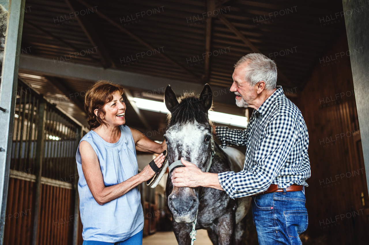 A joyful senior couple petting a horse in a stable.