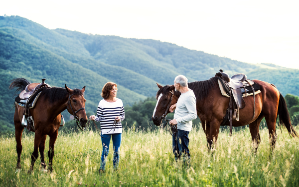 A happy senior couple holding horses grazing on a pasture.