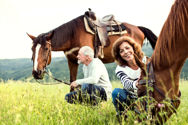 A happy senior couple holding horses grazing on a pasture.