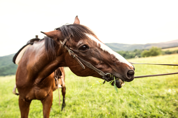 A brown riding horse eating grass on a pasture, being held by somebody.