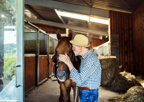 A happy senior man with a hat standing close to a horse in a stable, holding it.