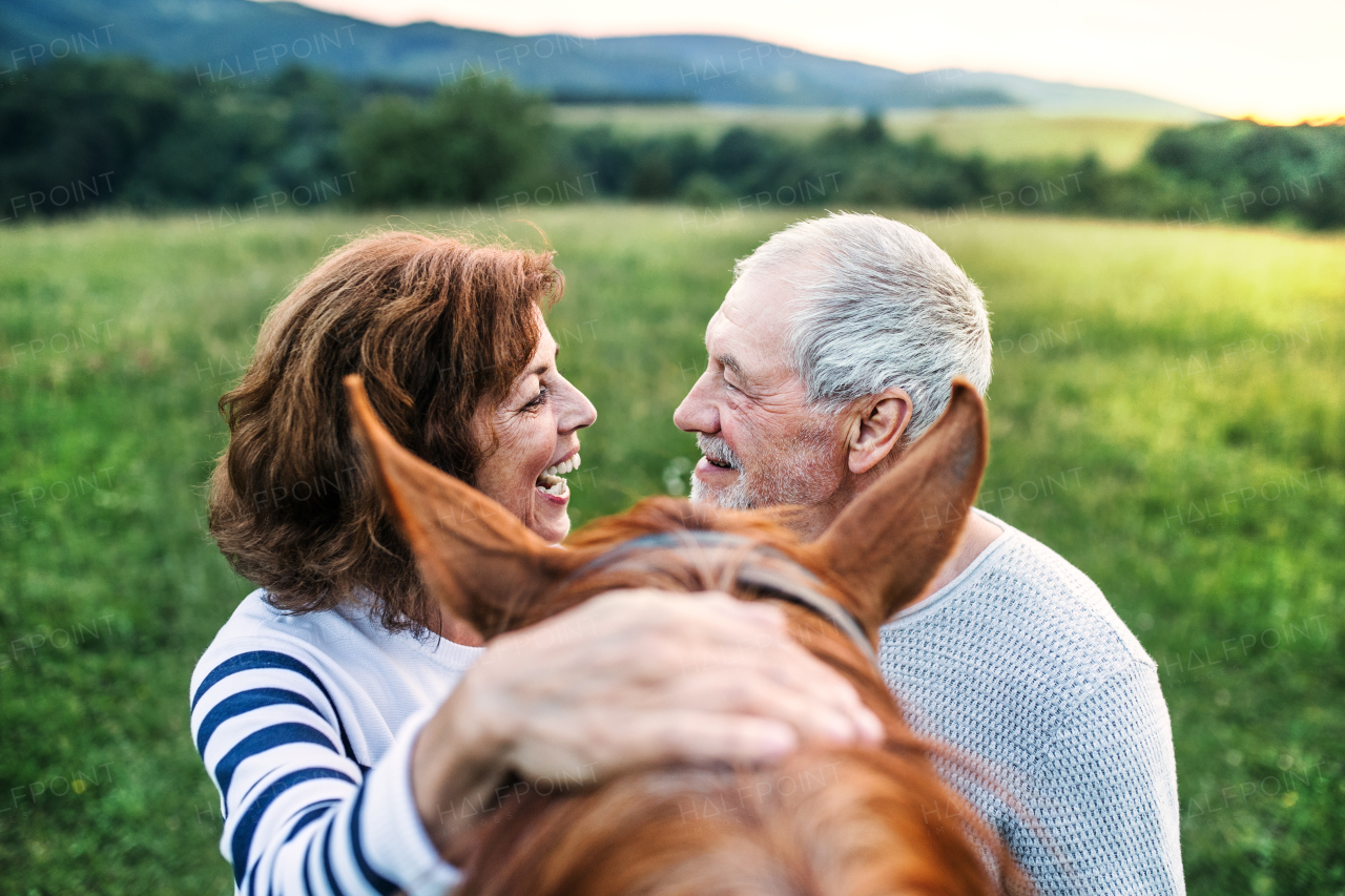 A crazy senior couple standing by and holding a horse outside in nature, looking at each other.