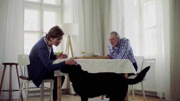 A senior couple sitting at the table at home feeding a pet dog when having breakfast.