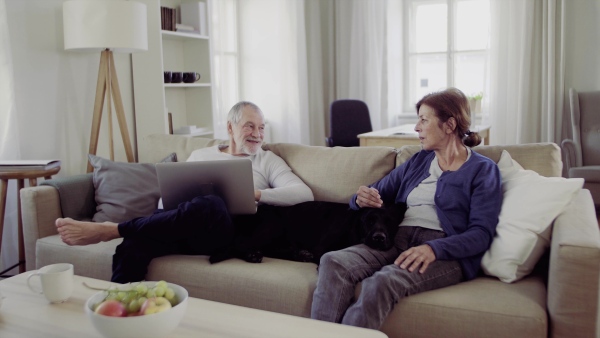 A happy senior couple with laptop and a pet dog sitting on a sofa indoors at home, using laptop.