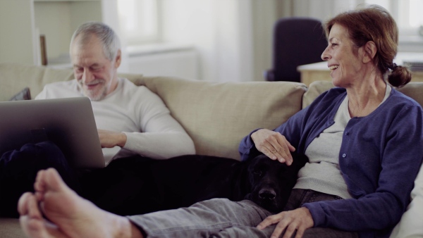 A happy senior couple with laptop and a pet dog sitting on a sofa indoors at home, using laptop.