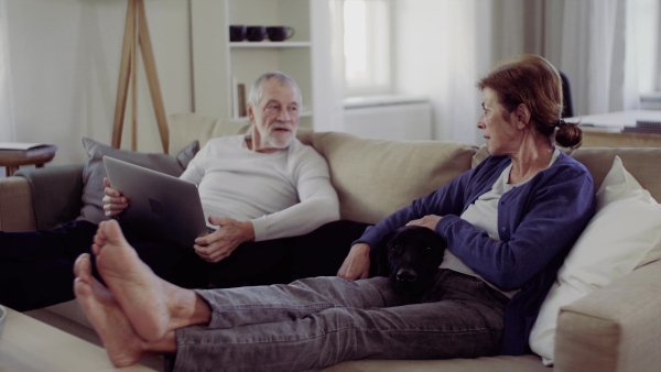 A happy senior couple with laptop and a pet dog sitting on a sofa indoors at home, using laptop.